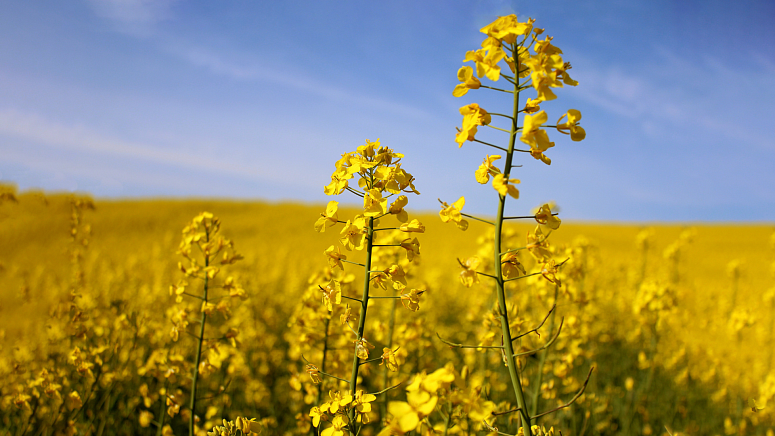 Un champ de moutarde